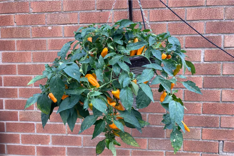 Top Picks: Best Chillies for Hanging Baskets